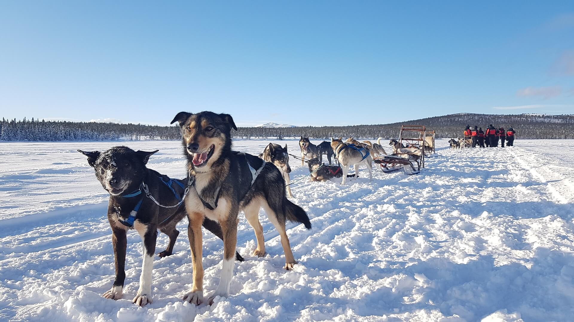 Hundspann och snöskoterturer i Kiruna  Arctic Dogsled AB