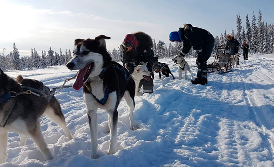 Dagstur med hundspann i Jukkasjärvi i Kiruna Norrbotten Sverige