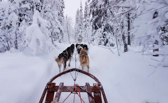 Ät lunch och åk eller kör hundspann i Kiruna Norrbotten