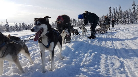 Boka en tredagars hundspanntur med oss på Arctic Dogsled