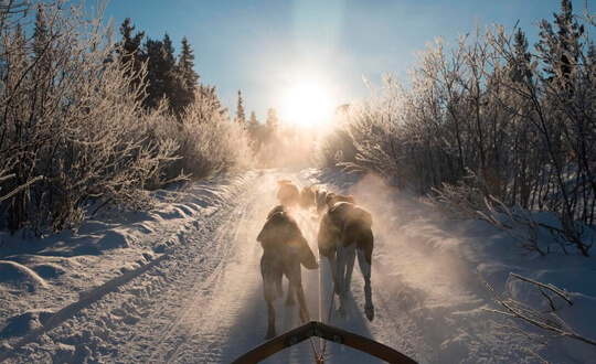 Övernattning med hundspann i Kiruna Norrbotten